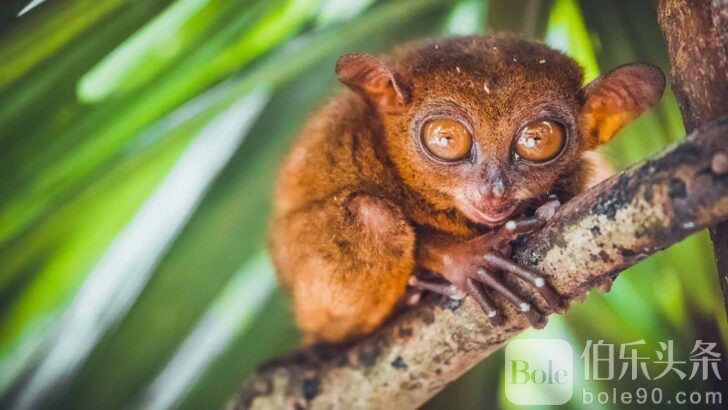 Things-to-do-in-the-Philippines-Tarsier-Sanctuary-728x410.jpg