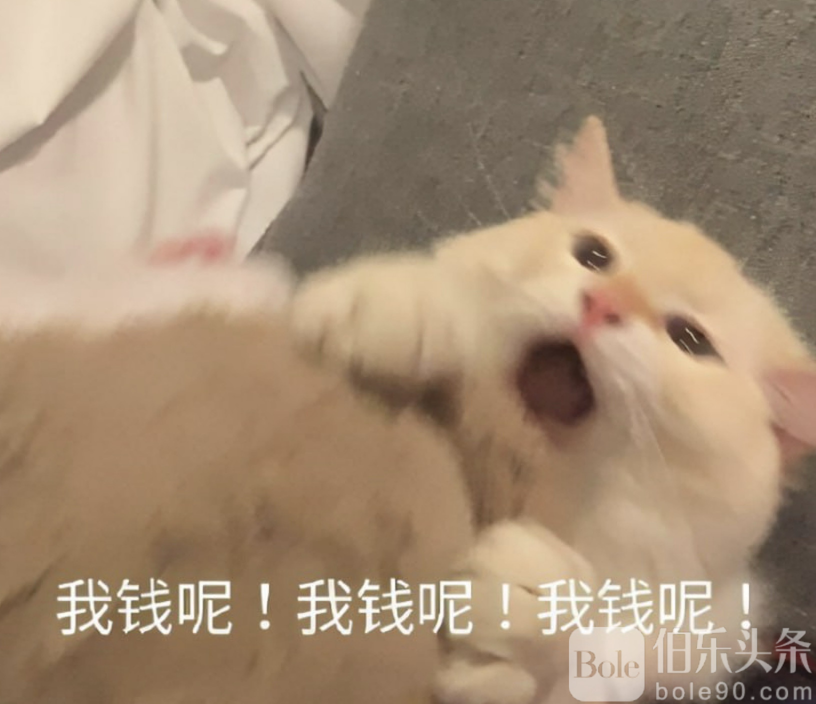 图像2025-10-21 13.38.jpeg