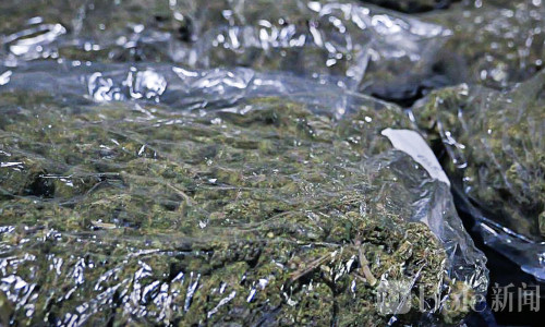 钢铁货柜暗藏“高端货”？克拉克港截获近700万比索大麻